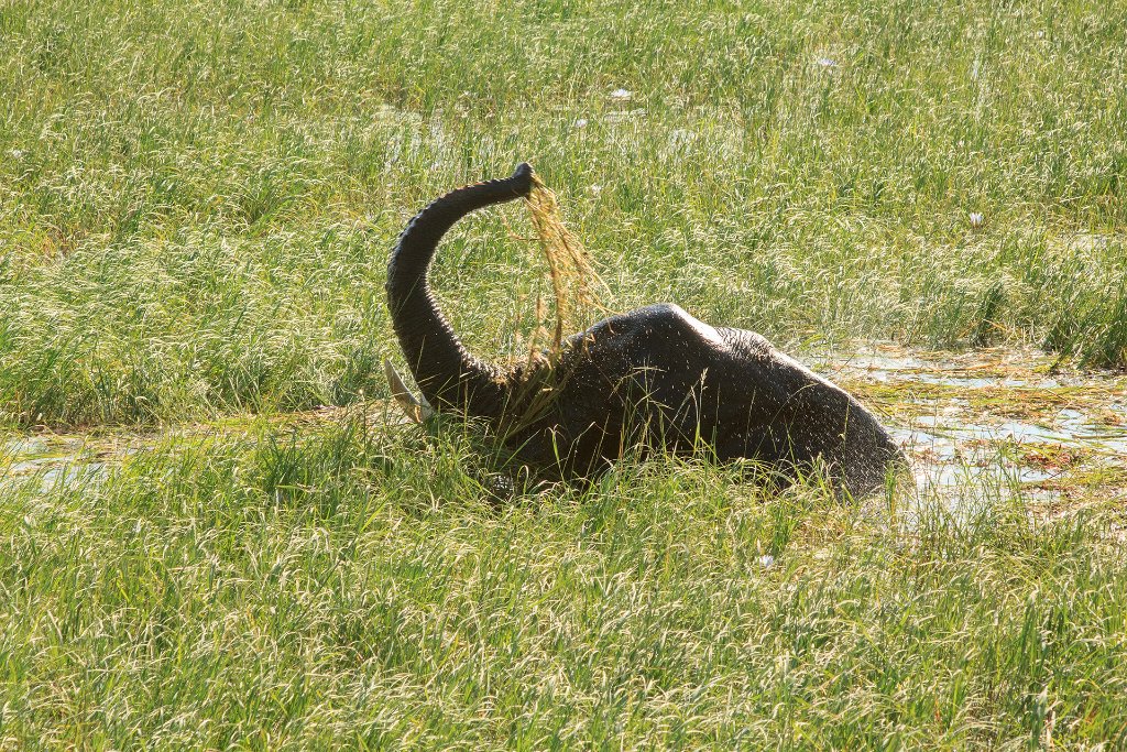 02-Elephant eating papyrus in the Chobe River.jpg - Elephant eating papyrus in the Chobe River